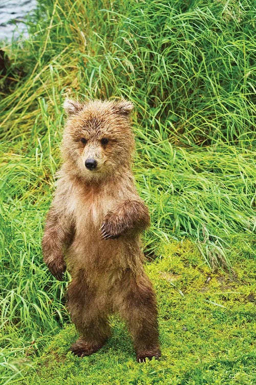 Brown Bear Cubs Standing Upright On A Grassy Bank Of Brooks River, Katmai National Park And Preserve, Southwest Alaska