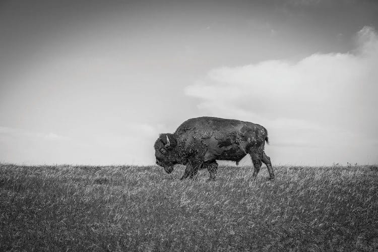 The Last Bison