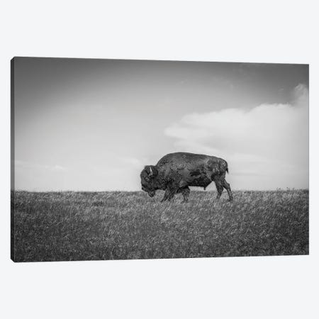 The Last Bison Canvas Print #DSP137} by Dan Sproul Canvas Print