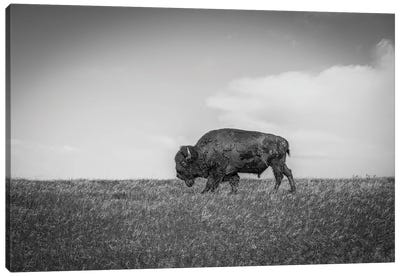 The Last Bison Canvas Art Print - Bison & Buffalo Art