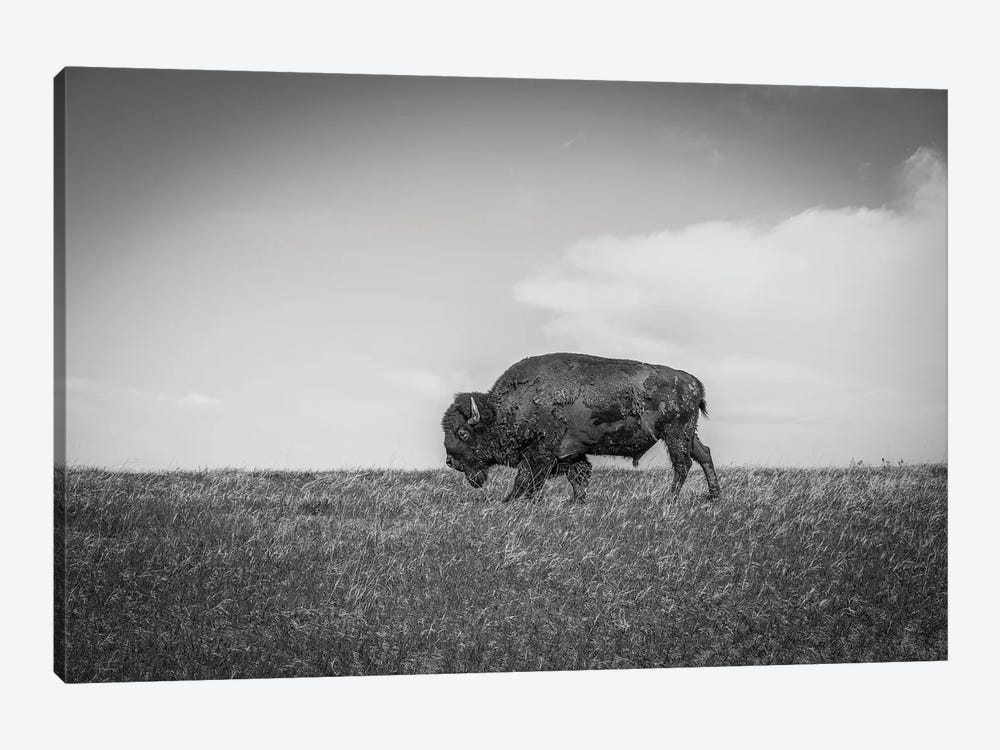 The Last Bison by Dan Sproul 1-piece Canvas Wall Art