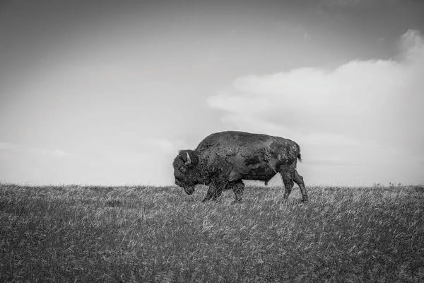 Minimalist Wildlife Photography: The Last Bison by Dan Sproul