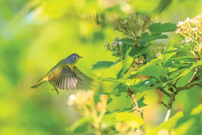 Northern Parula In Flight by Dan Sproul framed canvas print