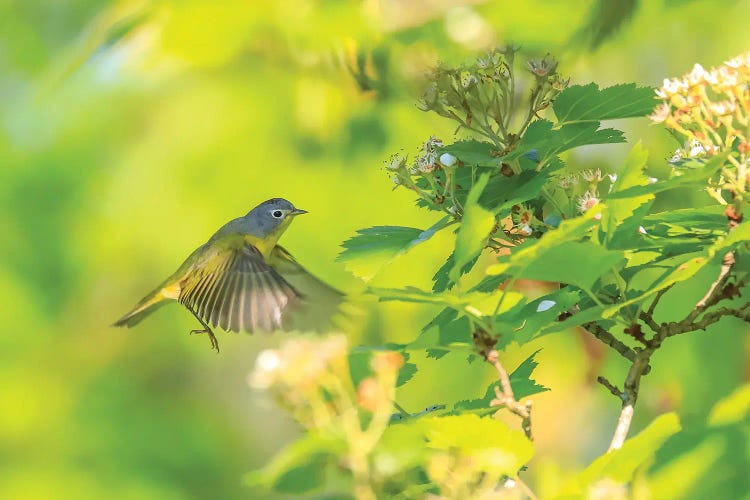 Northern Parula In Flight by Dan Sproul wall art