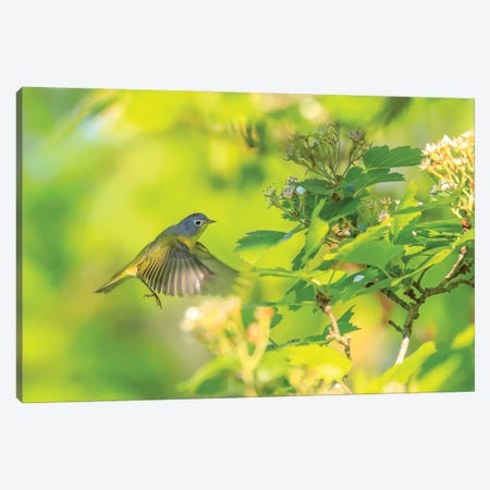 Northern Parula In Flight Canvas Print #DSP139} by Dan Sproul Canvas Art