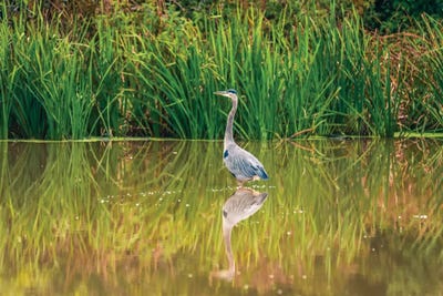 Blue Heron Reflection by Dan Sproul metal wall art