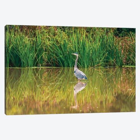 Blue Heron Reflection Canvas Print #DSP140} by Dan Sproul Canvas Art Print