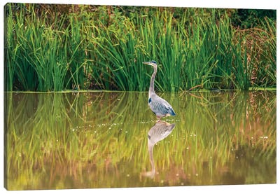 Blue Heron Reflection Canvas Art Print - Great Blue Heron Art
