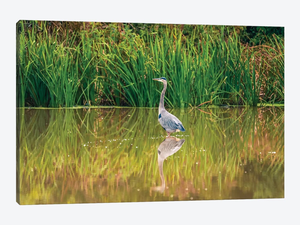 Blue Heron Reflection by Dan Sproul 1-piece Canvas Art