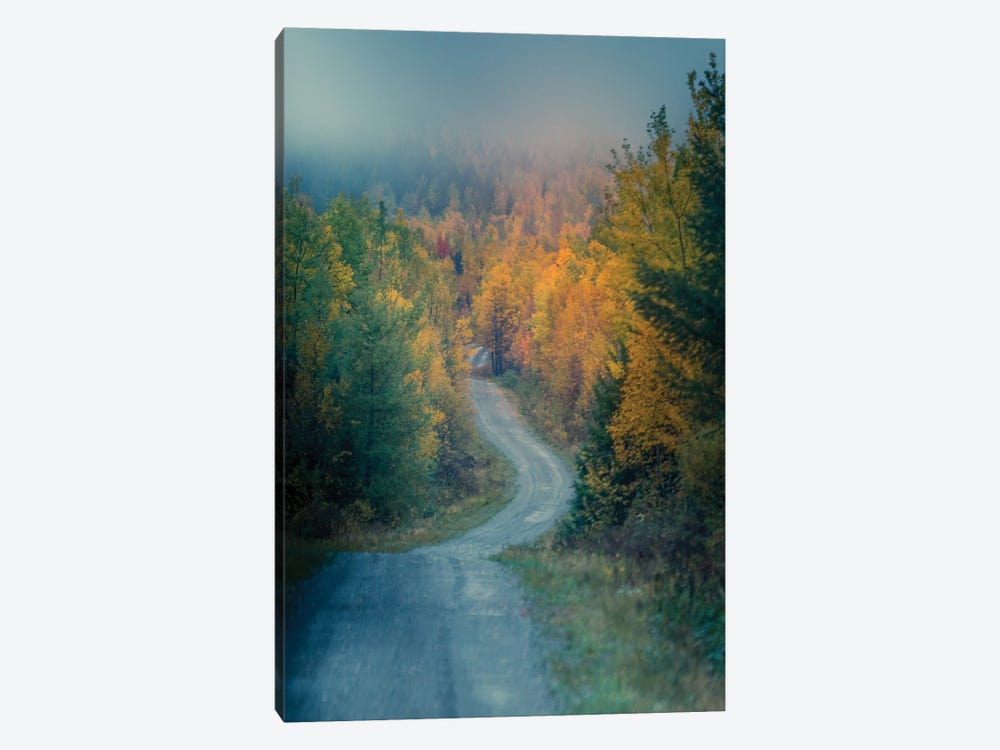 Autumn Logging Road by Dan Sproul 1-piece Canvas Art