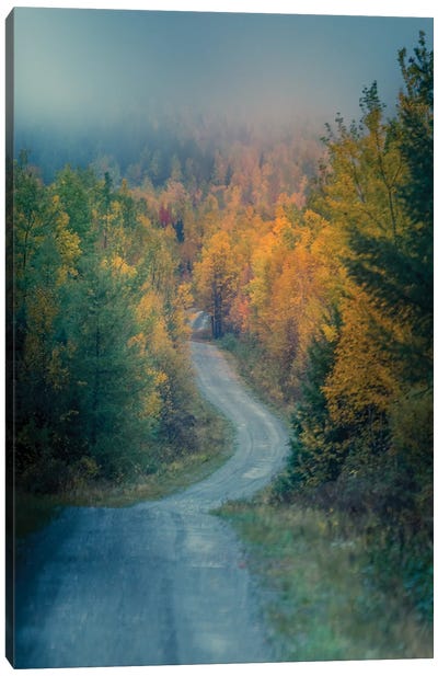 Autumn Logging Road Canvas Art Print - Dan Sproul