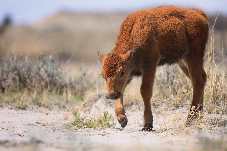 Newborn Bison