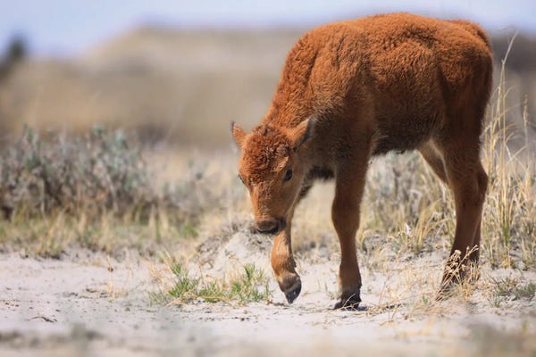 Bison & Buffaloes: Newborn Bison by Dan Sproul