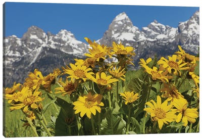 Teton Wildflowers Canvas Art Print - Teton Range Art