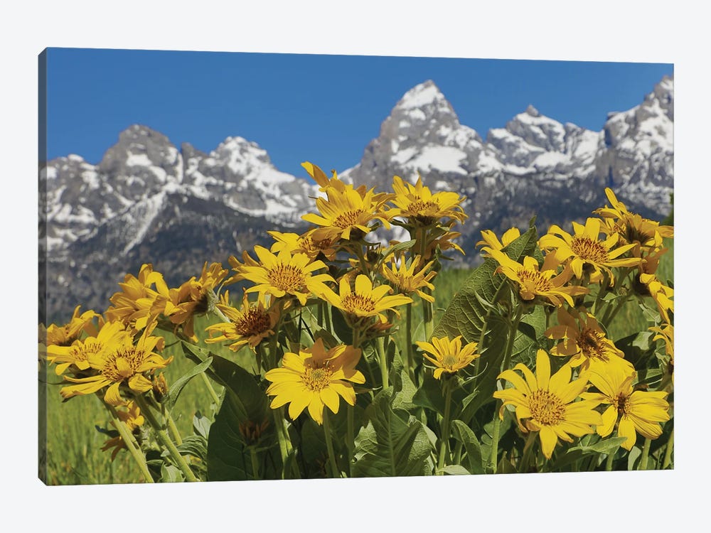 Teton Wildflowers by Dan Sproul 1-piece Canvas Artwork