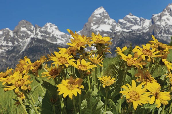 Teton Range: Teton Wildflowers by Dan Sproul