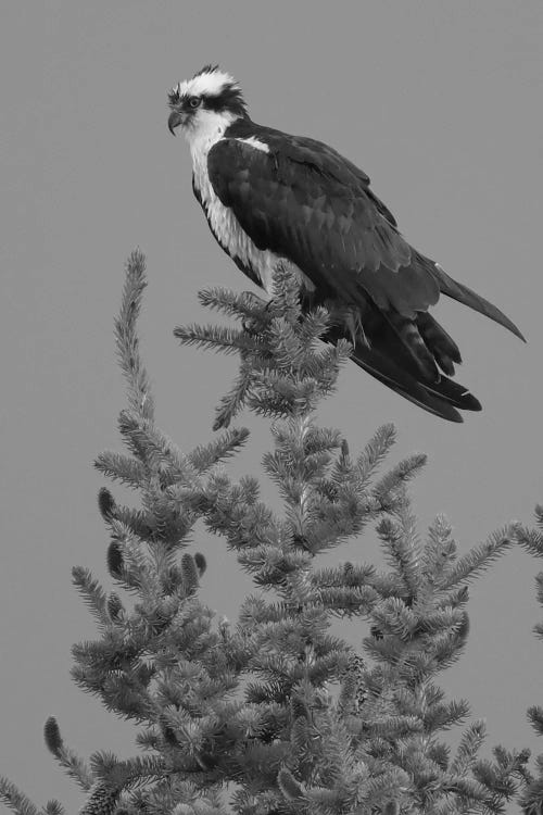 Black And White Osprey