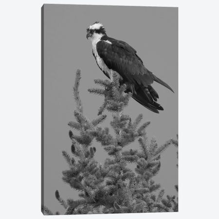 Black And White Osprey Canvas Print #DSP158} by Dan Sproul Canvas Artwork
