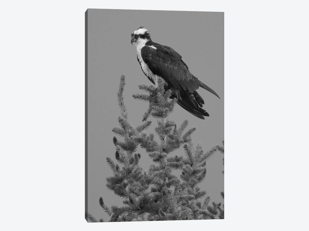 Black And White Osprey by Dan Sproul 1-piece Art Print