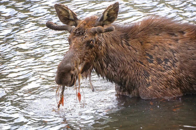 Splashing Moose