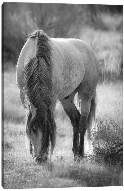 Wild Horse Grazing Canvas Art Print - Black & White Photography