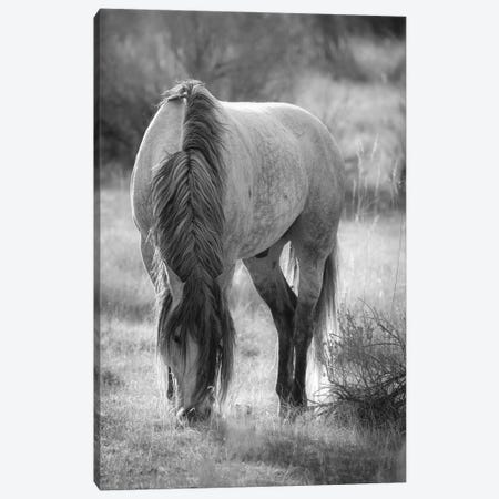Wild Horse Grazing Canvas Print #DSP161} by Dan Sproul Canvas Print