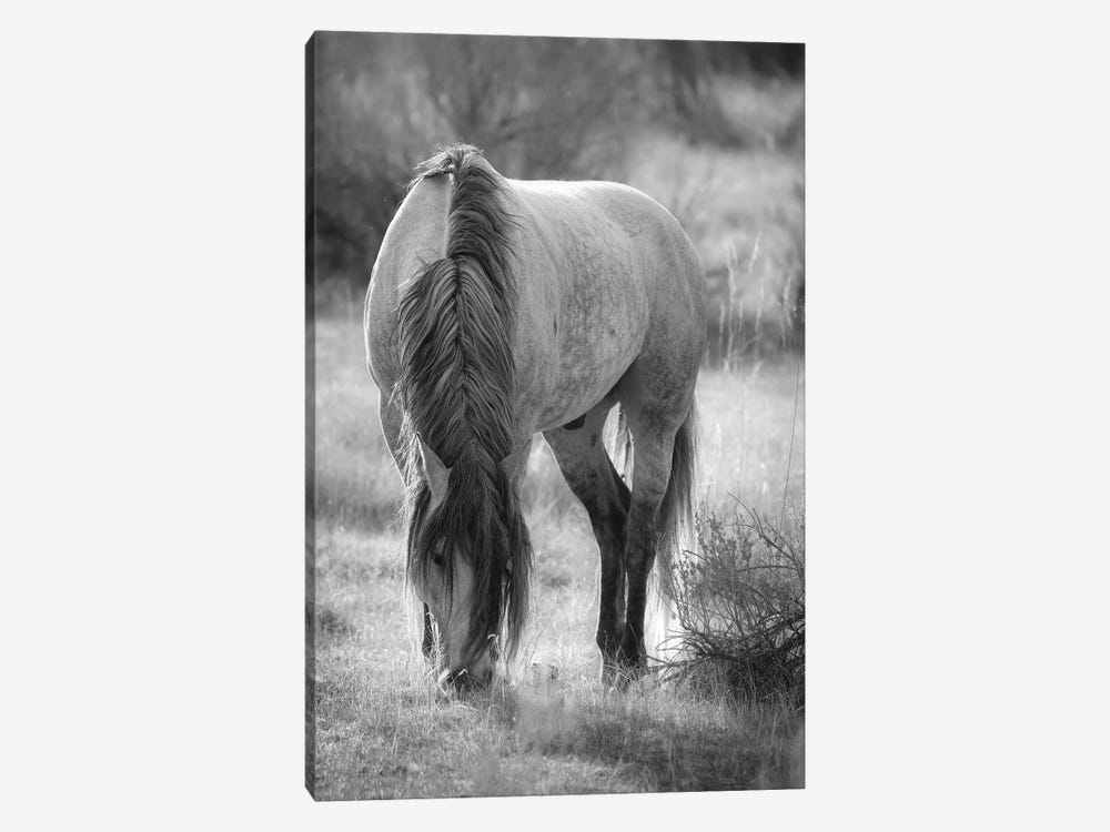 Wild Horse Grazing by Dan Sproul 1-piece Canvas Print