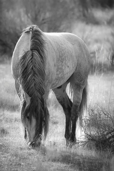 Macro Photography: Wild Horse Grazing by Dan Sproul