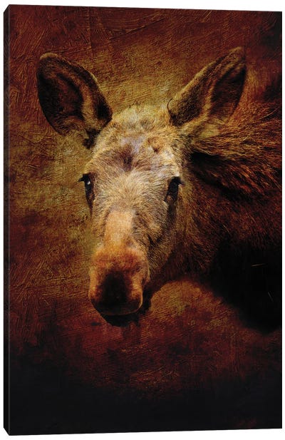 Cute Moose Portrait Canvas Art Print - Moose Art
