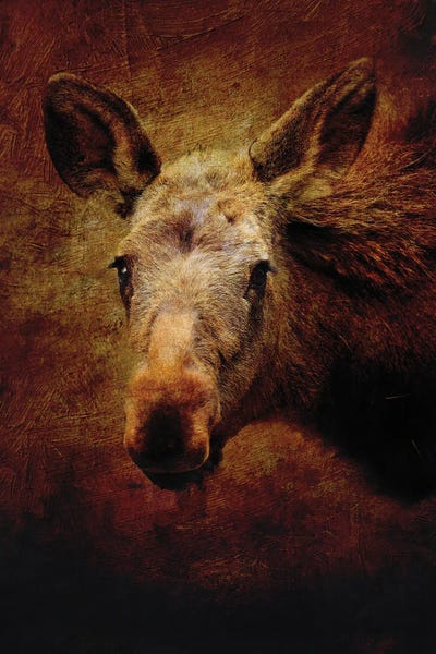 Moose: Cute Moose Portrait by Dan Sproul
