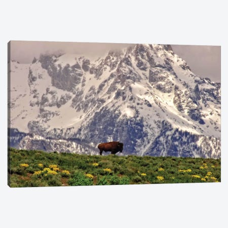 Mountain Bison Canvas Print #DSP180} by Dan Sproul Canvas Print