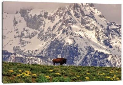 Mountain Bison Canvas Art Print - Dan Sproul
