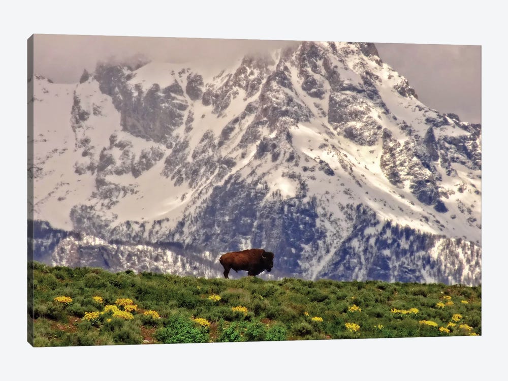 Mountain Bison by Dan Sproul 1-piece Canvas Wall Art