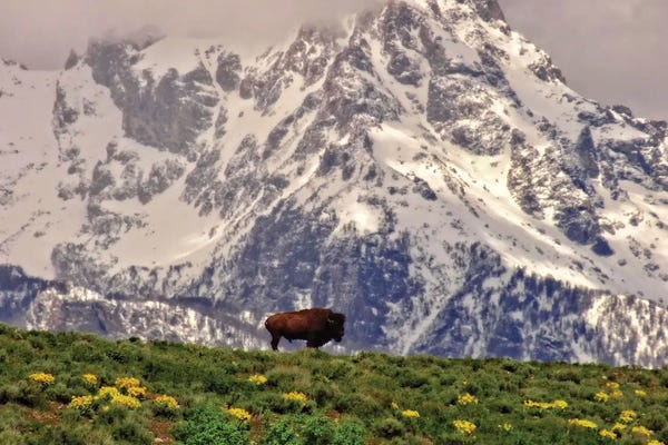 Bison & Buffaloes: Mountain Bison by Dan Sproul