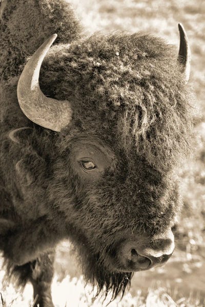 Bison & Buffaloes: Sepia Bison Portrait by Dan Sproul