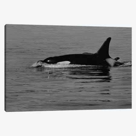 Orca And Calf Canvas Print #DSP184} by Dan Sproul Canvas Art