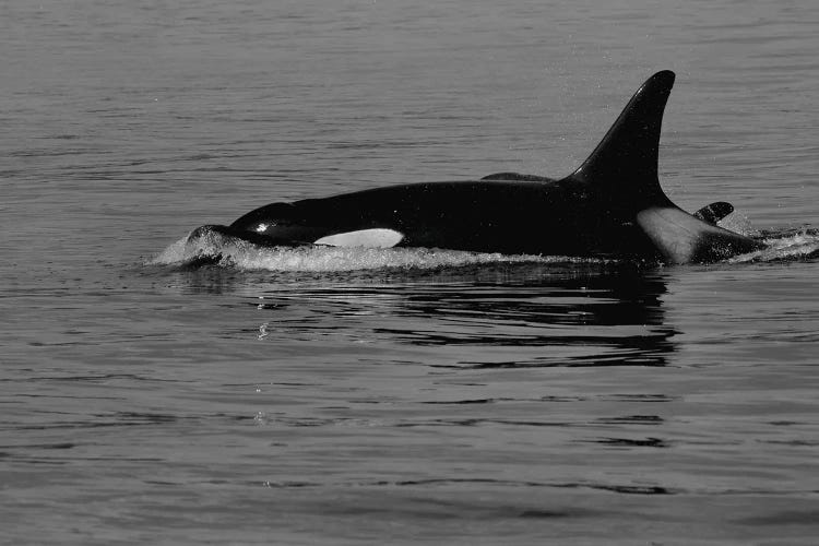 Orca And Calf