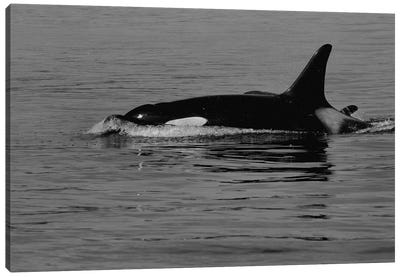Orca And Calf Canvas Art Print - Orca Whale Art
