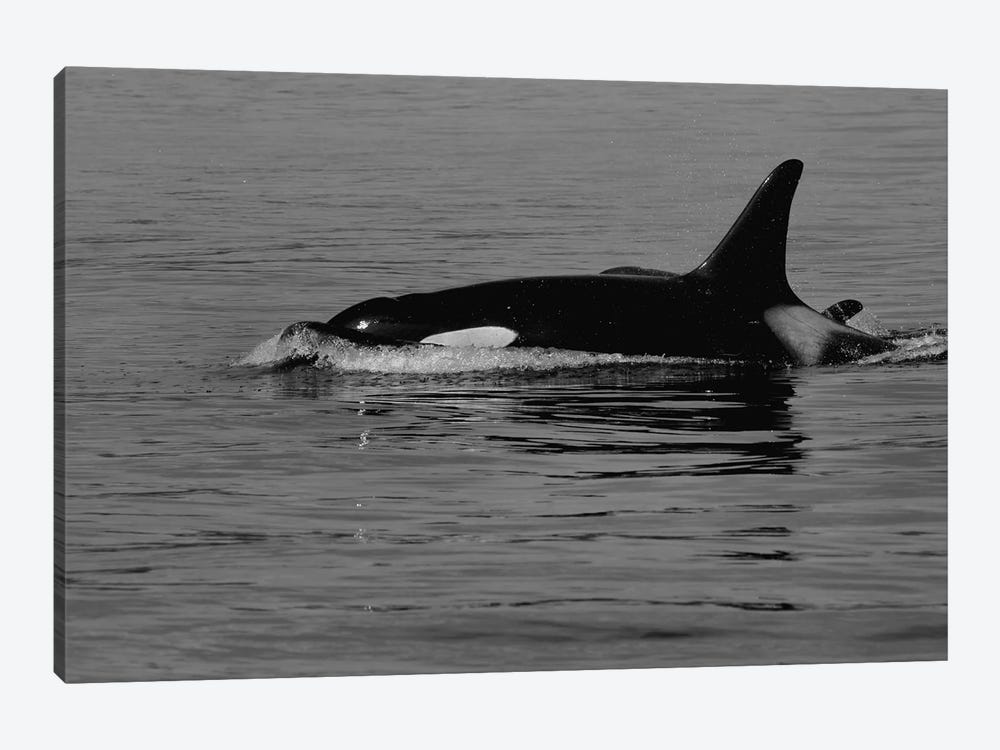 Orca And Calf by Dan Sproul 1-piece Canvas Artwork