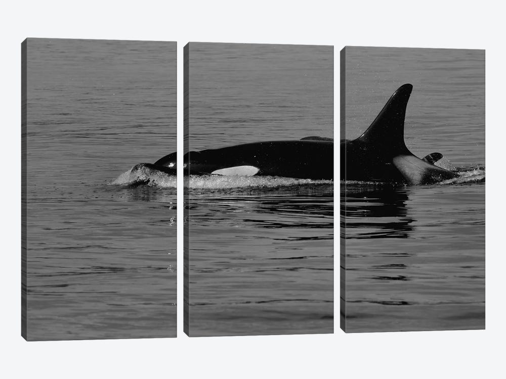 Orca And Calf by Dan Sproul 3-piece Canvas Wall Art