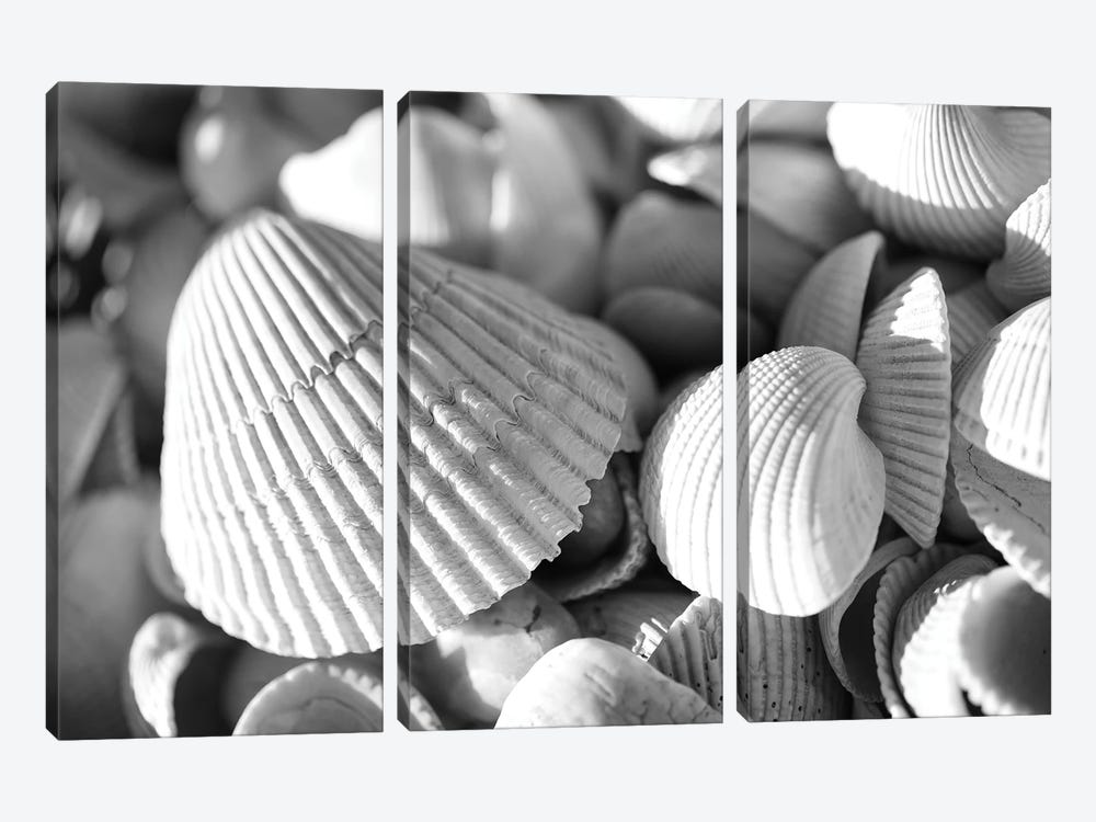 Seashells by Dan Sproul 3-piece Canvas Art