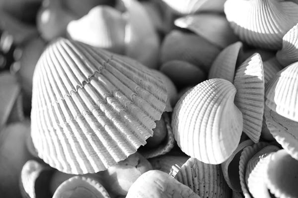 Still Life Photography: Seashells by Dan Sproul