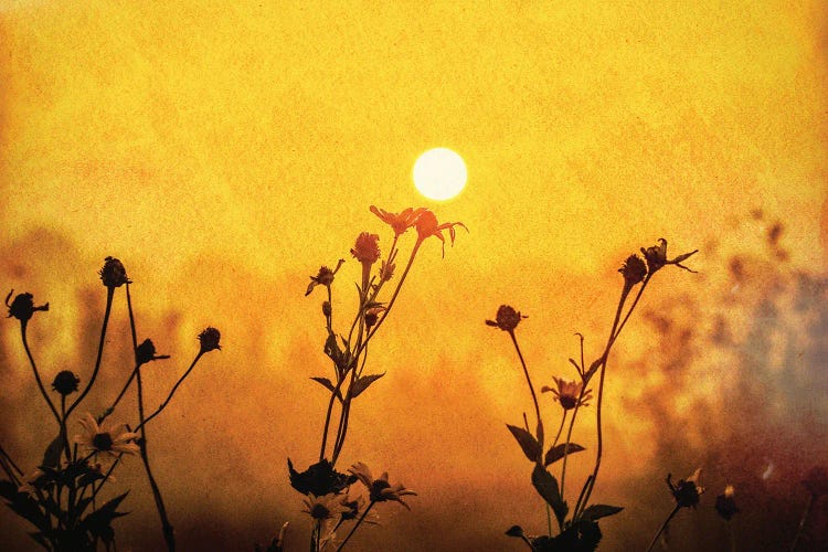 Sunrise Field by Dan Sproul wall art