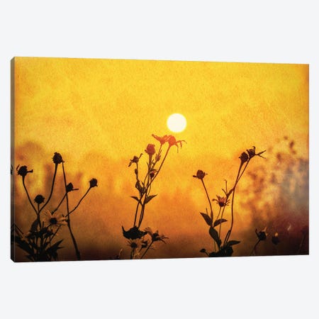 Sunrise Field Canvas Print #DSP191} by Dan Sproul Canvas Artwork