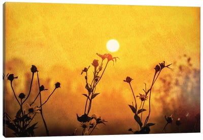 Sunrise Field Canvas Art Print - Dan Sproul