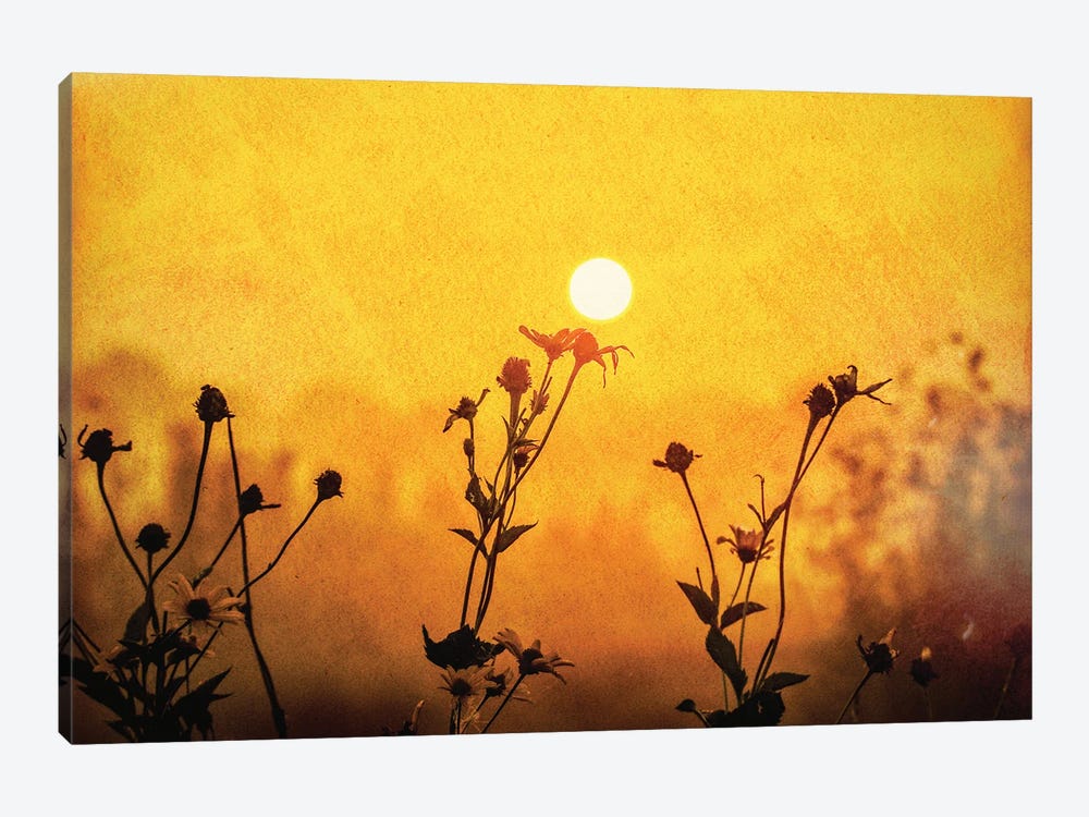 Sunrise Field by Dan Sproul 1-piece Canvas Wall Art