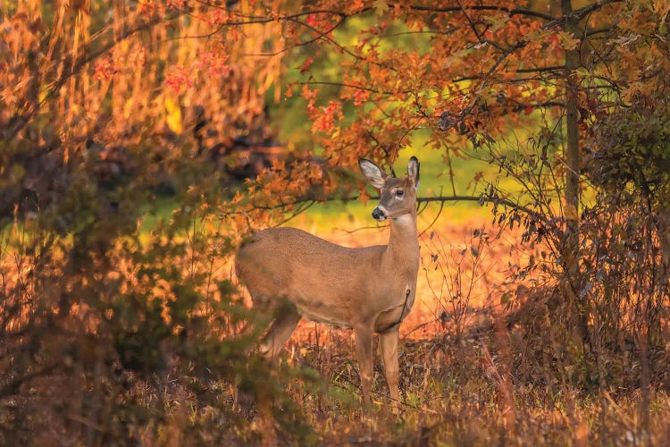 Autumn Doe