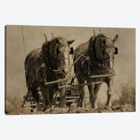 Working Horses Canvas Print #DSP199} by Dan Sproul Canvas Wall Art