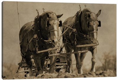 Working Horses Canvas Art Print - Carriage & Wagon Art