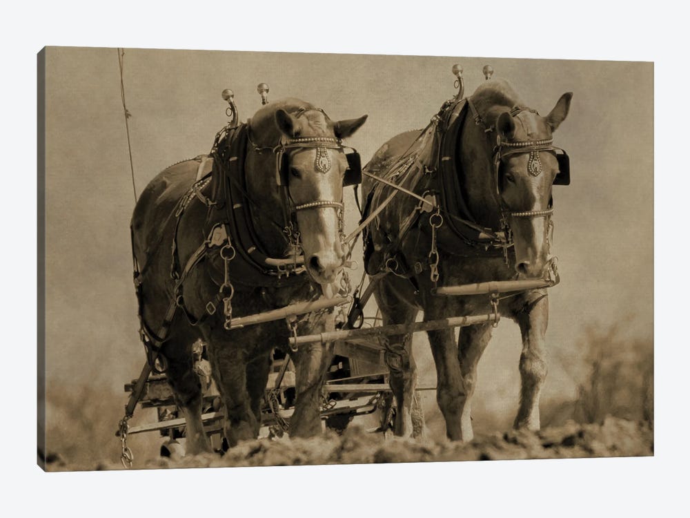 Working Horses by Dan Sproul 1-piece Canvas Wall Art